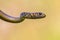 Cropped Portrait of large Whip Snake