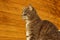 Cropped Shot Of A Cat Sitting Over Wooden Background. Tabby Cat Outdoors.