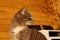 Cropped Shot Of A Cat Sitting Over Wooden Background. Tabby Cat Outdoors.