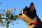 Cropped Shot Of A Cat Sniffing White Flowers Over Blue Sky Background.