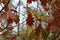 Cropped Shot Of Colorful Leaves. Nature, Parks, Outdoor Concept.