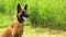 Cropped shot of a dog. Malinois dog sitting outdoors. Close-up portrait of a Malinois dog in the park.