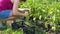 Cropped shot of female farmer on her hunkers picking ripe eggplants