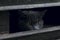 Cropped Shot Of Frightened Stray Cat.