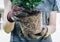 Cropped shot of gardener holding a plant with root bound for repotting.