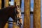 Cropped shot of a horse, wooden fence background. Stallion, close up. Chestnut stallion.