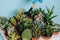 Cropped shot of human hand in glove holding rake and green succulents in pots