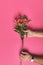 cropped shot of man holding branch of Alstroemeria flowers, mothers day concept