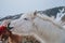 cropped shot of person touching nose of beautiful white icelandic horse,