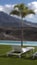 Cropped shot of residential or hospitality outdoor setup with small palm tree by the pool and white chaise lounge positioned