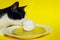 Cropped Shot Of A Tuxedo Cat And Food Ingredient Over Bright Yellow Background. Fanny Animals, Pets, Cats Concept.Cat And Plate.