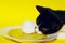 Cropped Shot Of A Tuxedo Cat And Food Ingredient Over Bright Yellow Background. Fanny Animals, Pets, Cats Concept.Cat And Plate.