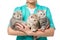 cropped shot of veterinarian holding three adorable kittens