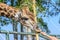 Cropped shot view of human hand feeding banana to Giraffe or Giraffa in conservation park.