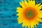 Cropped shot of yellow sunflower on blue painted wooden background, horizontal view. Abstract colorful background.