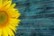 Cropped shot of yellow sunflowers on blue painted wooden background. Abstract colorful background.