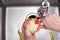 Cropped view of female hands peeling apple over Food waste disposer machine