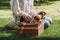 Cropped view of girl sitting in green garden with welsh corgi adorable puppies in wicker box.