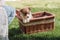 Cropped view of girl sitting in green garden with welsh corgi adorable puppy in wicker box.
