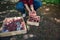 Cropped view. Hands of farmer, agriculturist sorting freshly dug potatoes in wooden crates. Harvesting. Agribusiness.