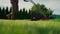 Cropped view of man mowing green grass in modern garden with lawn mower