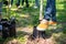 cropped view of man with shovel planting tree