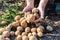 cropped view of senior self-employed farmer holding potatoes.