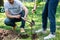 cropped view of two volunteers planting new tree