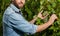 cropped viticulturist cutting grapevine with garden scissors, harvesting