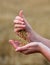 Crops of barley in the hands