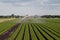 Crops being watered in the fens