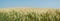 Crops field panorama