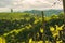 Crops of grape plants cultivated for wine. Spring time in Austrian vineyards. South Styria tourist spot