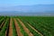 Crops growing in California