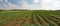 Crops growing on fertile farm land in Israel