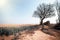 Crops on hot arid parched farmland during dry weather heatwave