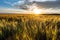 Crops in the hungarian countryside after a refreshing summer rain