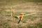 Croquet sports equipment in a field.