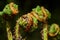 Crosiers of Broad buckler-fern