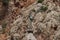 Cross of the Astvatsatsin church of Noravank complex in Amaghu Valley, Vayots Dzor Province, Armenia