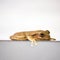 Cross Banded Tree Frog