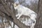 Cross-breed dog clambering up on a leafless apricot tree at winter season