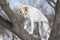 Cross-breed dog climbing on a leafless apricot tree at winter season