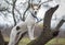 Cross-breed dog standing on an apricot tree branch and watching around