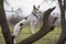 Cross-breed dog standing on an apricot tree branch and watching for enemies at fall season