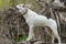 Cross-breed of hunting and northern dog standing on a root of fallen tree