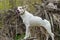 Cross-breed of hunting and northern dog standing on a root of fallen tree