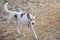 Cross-breed of hunting and northern white dog running in autumnal field