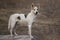 Cross-breed of hunting and northern white dog standing on a log watching for enemies