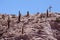 Cross and cactus on the hill near Purmamarca, Jujuy Province, Argentina